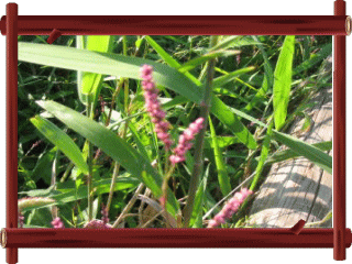 １学期 もも色のとてもきれいな花 イヌタデです ６枚の花びらがある かわいらしい花です とても小さい花でビオトープのすみにあります ニワゼキショウです 白色で枝の先にこの花があります 花びらの左上に黒色の小さな点があります 本当は