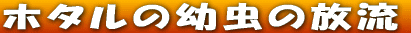 �z�^���̕��� 